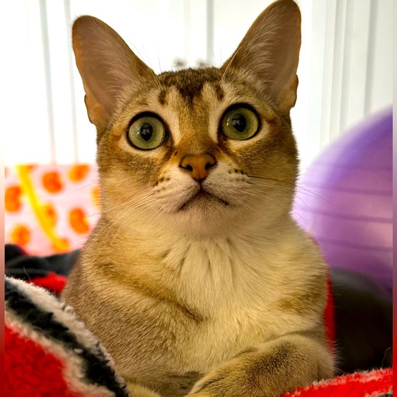 Meet your Posher, Elizabeth - Picture 2 of 7